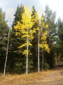 Aspens in Swan Valley