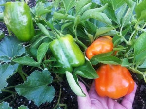 Pepper Bell Orange-John-Small