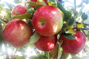 Apples Honeycrisp on John's Tree 2011