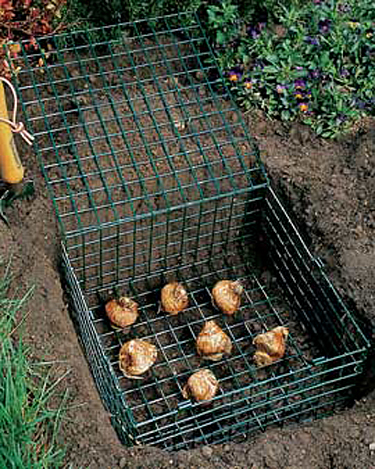 Preventing Vole Damage In Lawns Town And Country Gardens If You Have Had A Problem With Damage In The Past Can Place Hardware Cloth Or Some Form Of En Wire Openings No Larger Than 1 2 Inch Around