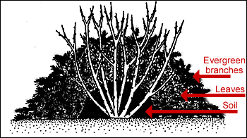 How to Winterize Roses