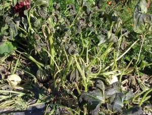 frost-damaged-squash