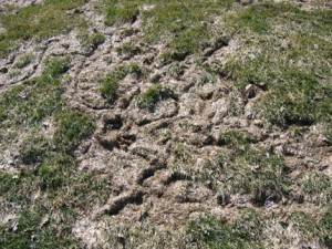 vole damage