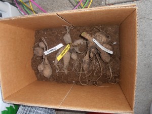 Dahlia Tuber Storage