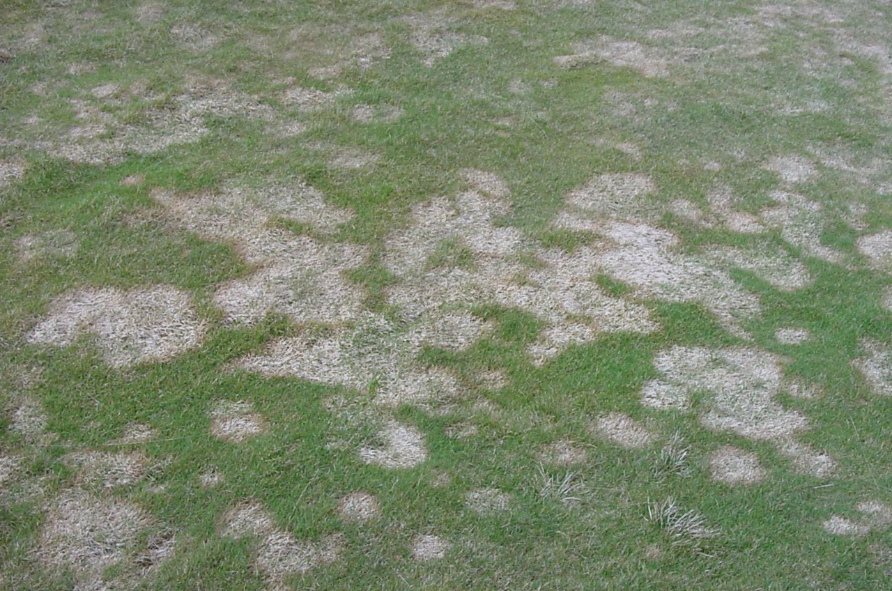 Pink Snow Mold on golf course