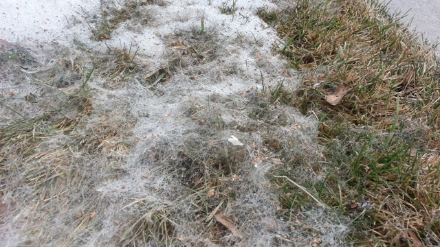 Snowmold 2013-small