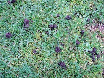 Py Lawn Town And Country Gardens Photo Credit Wikipedia Commons Mounds Of Worm Castings In Lawn