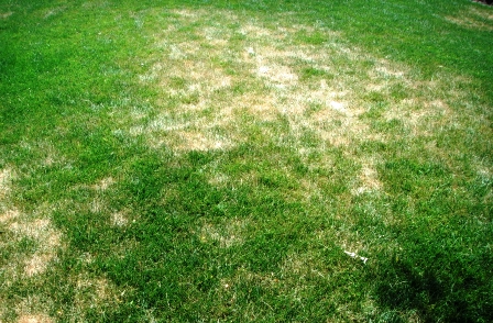Preventing Lawn Grub Damage Town And Country Gardens Grub Damage In My Yard Late June 2006