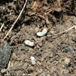 Here's what Billbug Grubs look like when you peel back the sod.