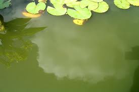 Peas Soup in Pond