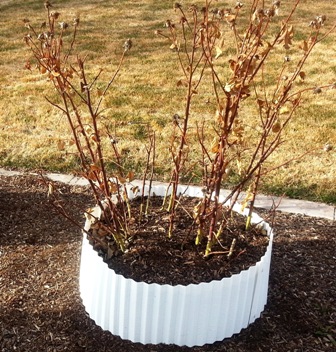 Roses- Spring Pruning 1-small
