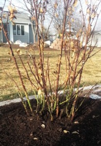 Roses before pruning