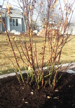 Roses- Spring Pruning 3-small