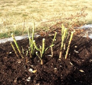 Roses- Spring Pruning 4-small