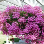 Ivy Geranium Basket