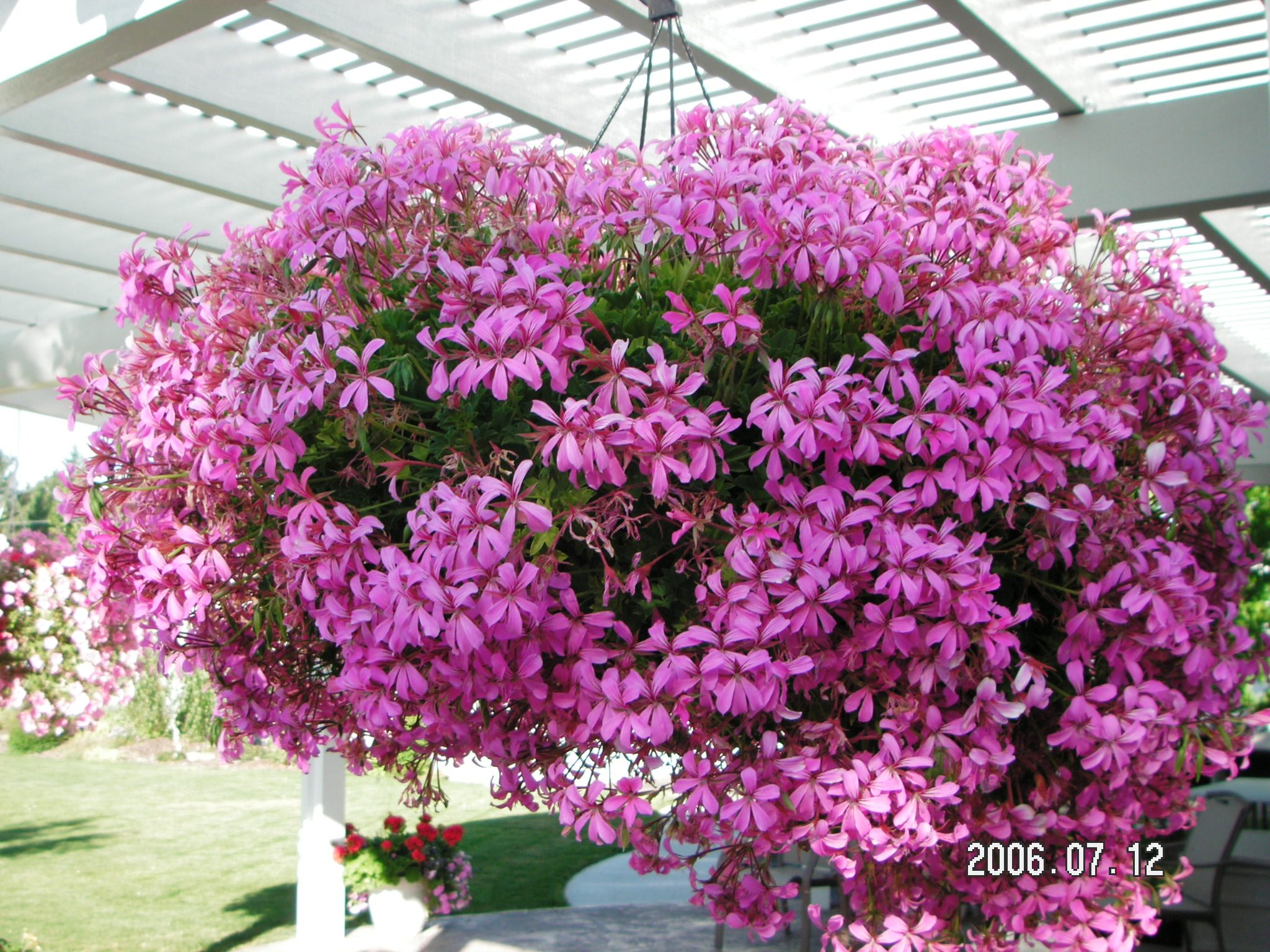 Single geraniums