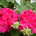 Zonal Geranium