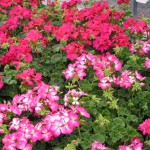 Hybrid Seed Geraniums