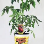 Grafted Tomato Plant