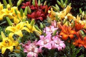 Lily-Asiatic Mixed-small