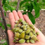 Peaches- thinned fruit in hand