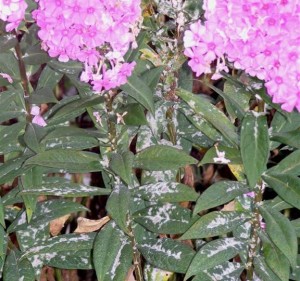 Powdery mildew on garden phlox