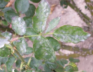 Powdery mildew on rose