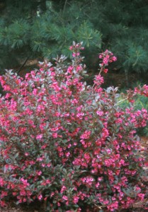 Weigela Wine & Roses