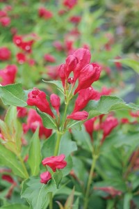 Weigela Sonc Bloom Red