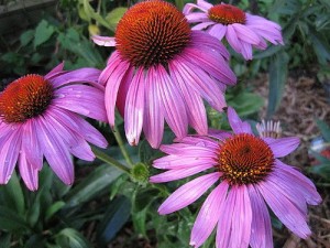 Echinacea_Prairie_Splendor2