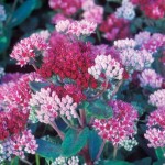 Sedum Abbeydore