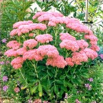 Sedum Autumn Joy