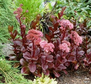 Sedum_Chocolate_Drop-small