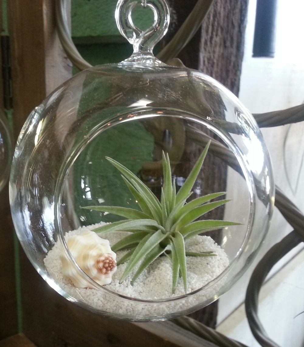 Tillandsia Air Plants Town And Country Gardens Tillandsia In Glass Ball