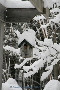 birdhouse in snow