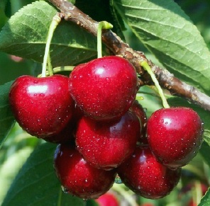 Cherry- Sweet