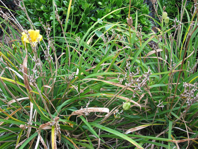 Last year's dead stems on this daylily detract from the beauty of this year's foliage and flowers.