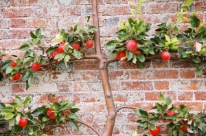 Espalier Apple- Brick Wall