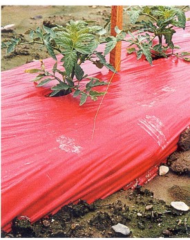 Red Poly Mulch with Tomatoes