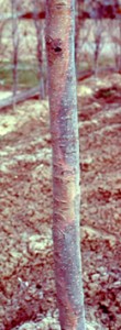 Sunscald on Young Tree Trunk-Colorado State Univ
