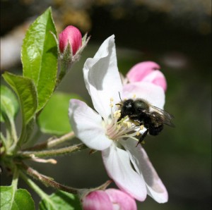 Bee Pollinating Apple Blossom