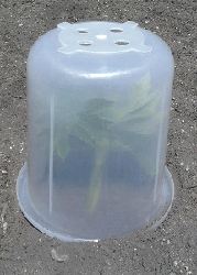 Greenhouse Bucket-with-plant-inside