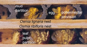 Mason Bee Nest Cross Section