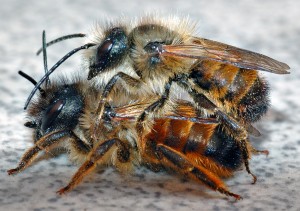 Mason Bee Pair-from wikipedia