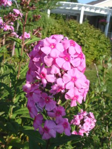 Garden Phlox- Pink