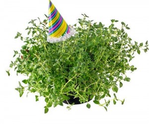 Thyme to Party