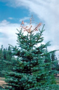 White Pine Weevil Damage- Spruce 2
