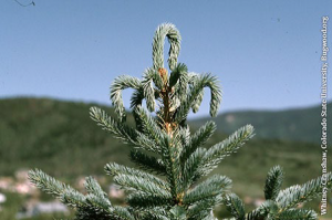 White Pine Weevil Damage- Spruce