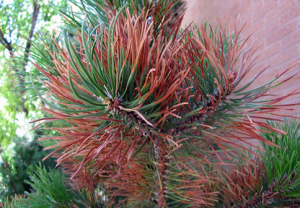 Winter Damage- Pine
