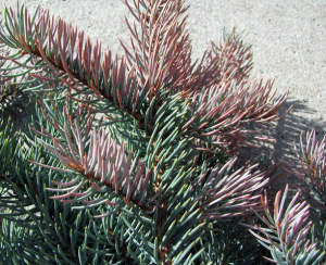 Winter Damage- Spruce